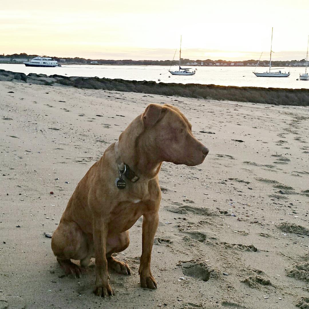 Ranger, the tan dog who inspired Ranger's Retreat, relaxing on the homestead property in Swansea MA